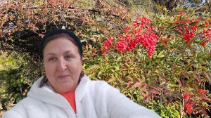 7 января 2026 . С Рождеством! В Провансе морозит, хотя Мимоза и зацвела