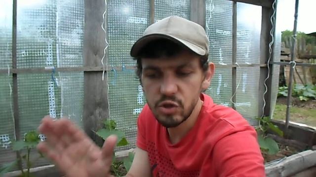 ОПЕРАЦИЯ ПО УНИЧТОЖЕНИЮ САДОВЫХ МУРАВЬЕВ смотреть онлайн