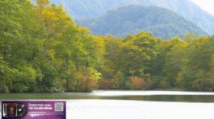 Золотой сон