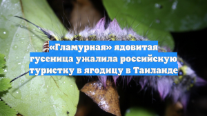 «Гламурная» ядовитая гусеница ужалила российскую туристку в ягодицу в Таиланде