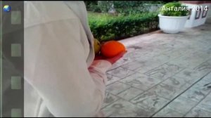 Анталия. Отель  Кремлин палас.