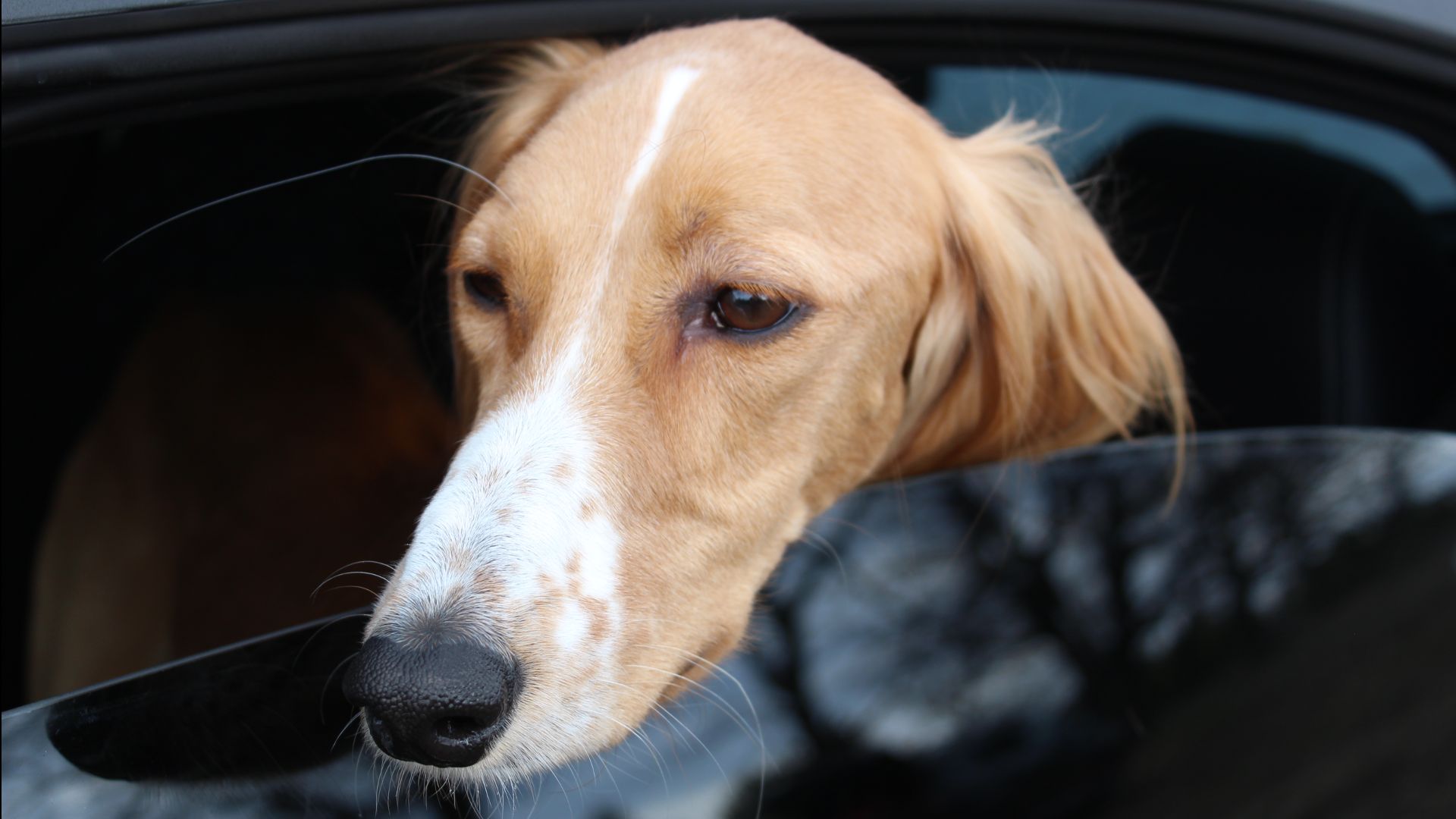  Ыгдыр - чемпион!!! 2025_04_05. Видео _9846