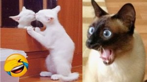 Приколы с животными Смешные видео самые смешные видео с животными