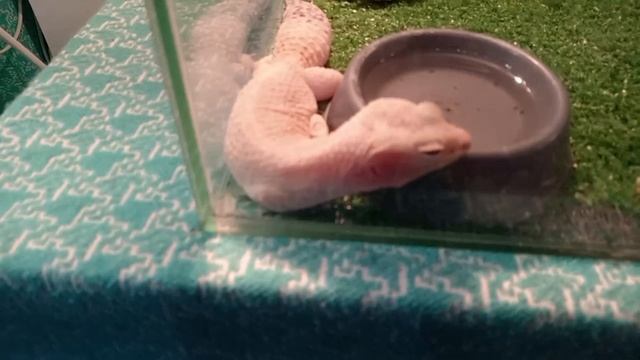 Выставка "пушистиков" и рептилий в Петрозаводске 😊 смотреть онлайн