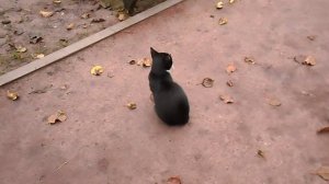 ЧТО ДЕЛАТЬ КОГДА У КОШКИ ТЕЧКА