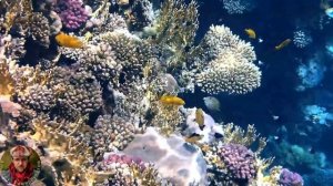 Рыбы/по знаку зодиака, то есть и  про себя