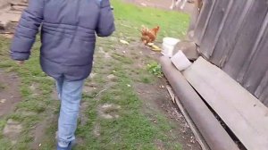 Серия 9 (Картун - Кэт) - Secret Kolya Corporation