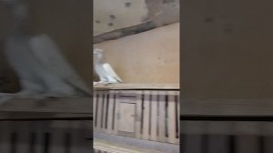 Двухчубые голуби Сергея Помозова