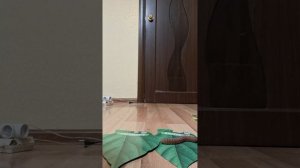 знакомство гусьсениц