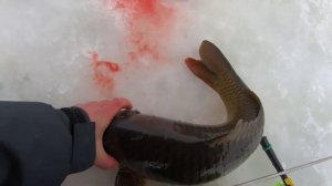 Ловля зимних карпов и толстолобов на мормышку! Подводные сьемки