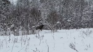 Встреча с лесным лосем