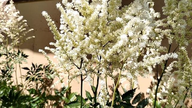 Астильба «Диаманд’ — стадии цветения лета 2025