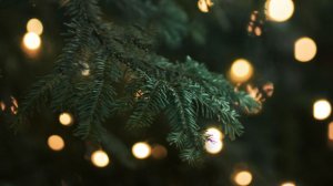 Общественная палата: за вынос елки на мусорку грозит штраф до 3000 руб.