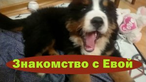 Маленькая Ева. Знакомство. Порода Бернский зенненхунд.
