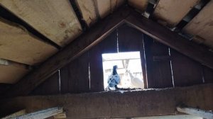 можно купить голубей в омской области