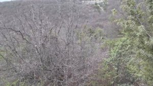 Вальдшнеп 8.01.2026