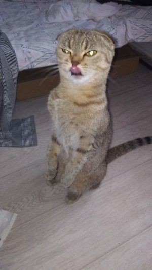 КАК ВСЕГДА.. САМОМУ КУЛЬТУРНОМУ, НИЧЕГО НЕ ДОСТАЕТСЯ🤗🐱😳!😆