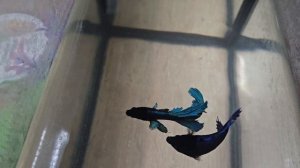 Рыбки петушки дерутся