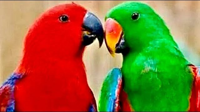 У нас новость попугай Рита снесла яичко, они создали с Гошей новую пару) смотреть онлайн