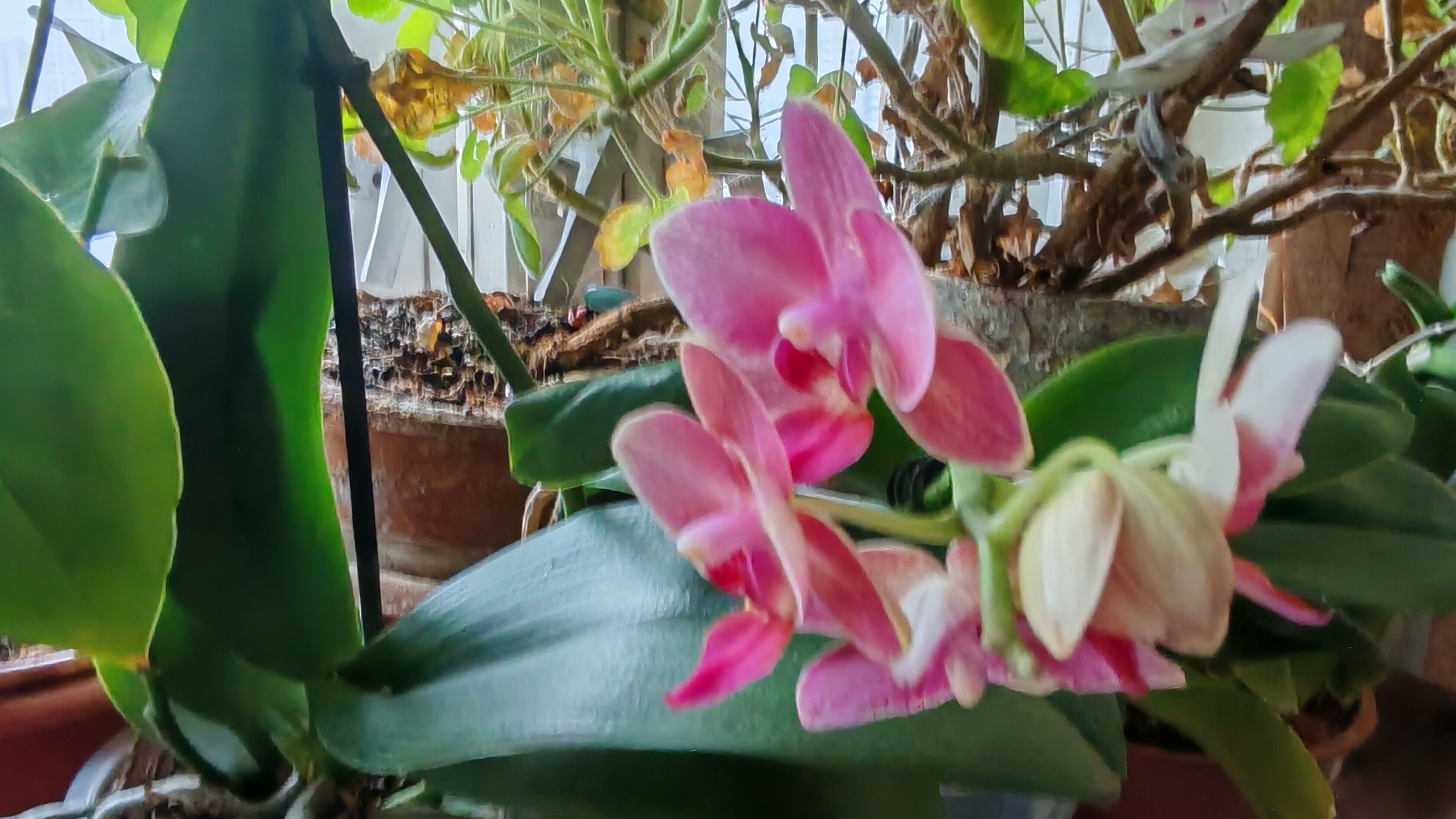 ОБЗОР МОИХ КОМНАТНЫХ ЦВЕТОВ смотреть онлайн