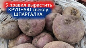СВЕКЛА НЕ ЛЮБИТ ДАЖЕ ТЕНИ СОБСТВЕННОГО ЛИСТА. ШПАРГАЛКА ПО ВЫРАЩИВАНИЮ КРУПНОЙ СВЕКЛЫ  (Мадам Ружет)