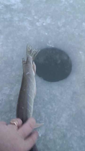 щучка смотреть онлайн