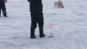 ещё одна форель на льду