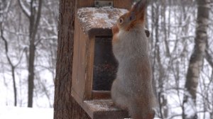 Белки и кормушки. Зарисовка
