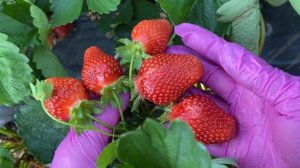 Самая вкусная клубника