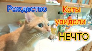 Рождество/Ждём ГОСТЕЙ/Подарки/Готовим машину к поездке с ДРУЗЬЯМИ на МОРЕ/Коты увидели НЕЧТО