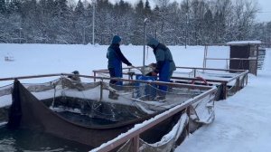 Запуск форели