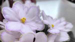 цветущие фиалки в январе