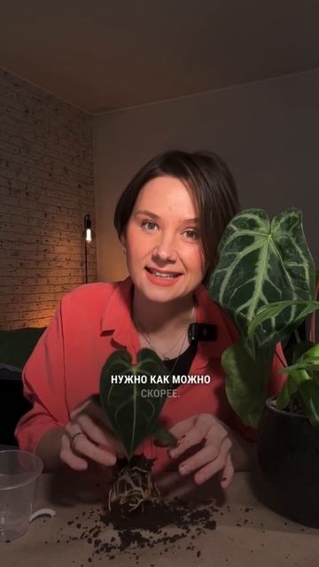 Зимой пересаживать можно! смотреть онлайн