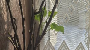 Тихие, уютные дни в деревне