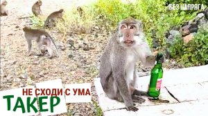 ТАКЕР - НЕ СХОДИ С УМА ~БЕЗ НАПРЯГА~