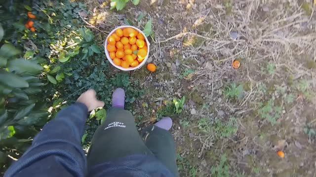 Сбор мандарин в январе)