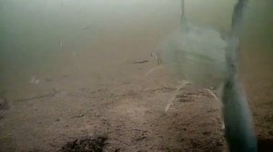 ЧЁРНЫЕ МОНСТРЫ И ШОКИРУЮЩИЕ ПОИМКИ НА РЕКЕ ЛЕНА! Думал так не бывает! Зимняя рыбалка на жерлицы .