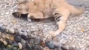 эдит котикам :3 (мило, знаю)