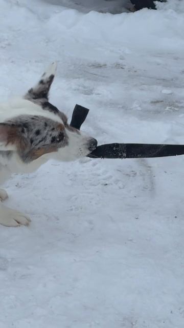 Хитрый кожаный снова обманул. смотреть онлайн