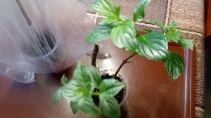 ГОРТЕНЗИЯ.  РАЗМНОЖАЮ  ЧЕРЕНКАМИ.