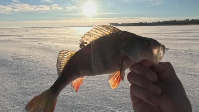 Рыбалка со льда Рыбинское вдхр (жерлицы, блесна) смотреть онлайн