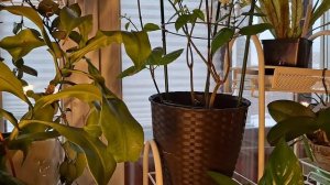 Возрождение клеродендрума