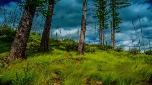 ПРЕКРАСНАЯ МУЗЫКА ДЛЯ РАССЛАБЛЕНИЯ. БЫСТРОЕ И ЭФФЕКТИВНОЕ ЗАСЫПАНИЕ ВСЕГО ЗА 5 МИНУТ