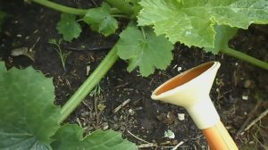 КАК ПРАВИЛЬНО ПОЛИВАТЬ КАБАЧКИ КАК ЗАЩИТИТЬ КАБАЧКИ ОТ ПРИКОРНЕВЫХ ГНИЛЕЙ