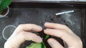 Стрептокарпусы