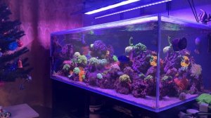 Мои домашние морские аквариумы. Что было в 2025, чего жду от 2026