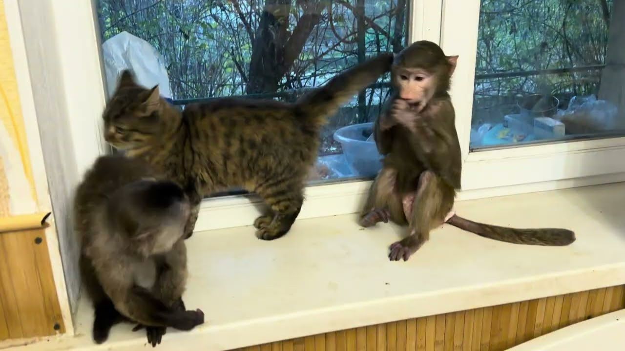 Не знаешь за какую банду хвататься, толи Люсину переводим, толи Анфисыну успокаиваем😀 смотреть онлайн