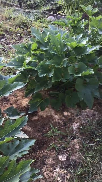 Ленобласть. Хвойное. 26.07.2024. Дача. Кабачки с первыми плодами