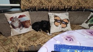 Ленивая ачма