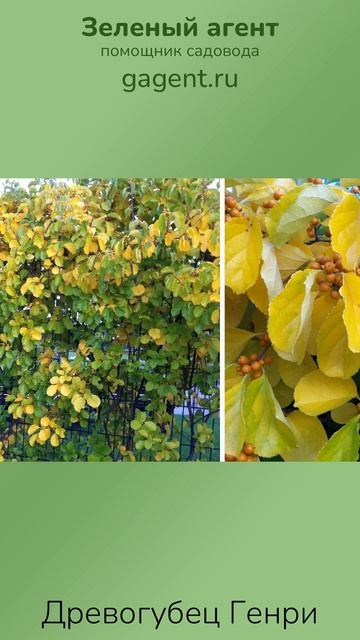 Древогубец Генри — Зеленый Агент